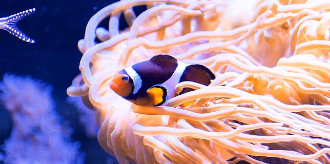 12:40 PM: Go Wild (S1) | Cbeebies | 12/7 2025