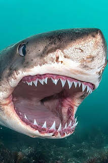 18:50: Misterios de los tiburones | Nat Geo Wild | 7/12 2026