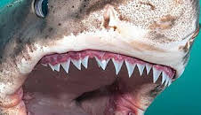 Misterios de los tiburones