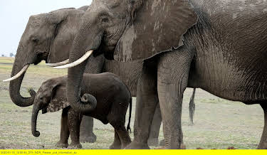 15:35: Elefanten hautnah (1/2) | 3SAT | 4/7 2026