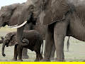 Elefanten hautnah (1/2)