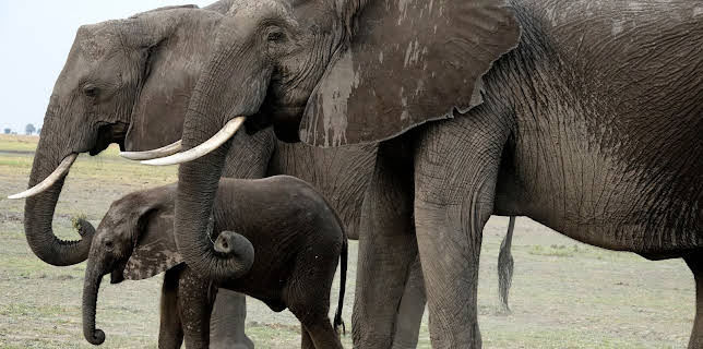 11:30: Elefanten hautnah (1/2) | 3SAT | 11/9 2025