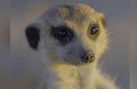 Africa's Wild Year, Season 1: Africa's Wild Year: Winter