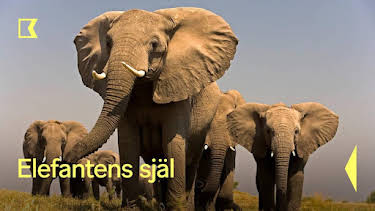 19:10: Elefantens själ | Kunskapskanalen | 7/12 2026