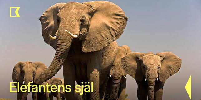 23:10: Elefantens själ | Kunskapskanalen | 3/20 2026