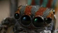 Misterios de la naturaleza: Araña disco