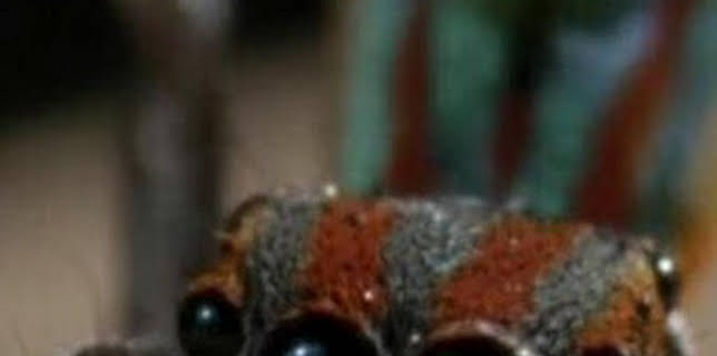 06:00: Misterios de la naturaleza: Araña disco | Discovery Max | 2/1 2026