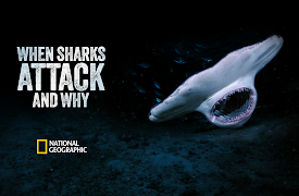 When Sharks Attack... And Why: California Crisis