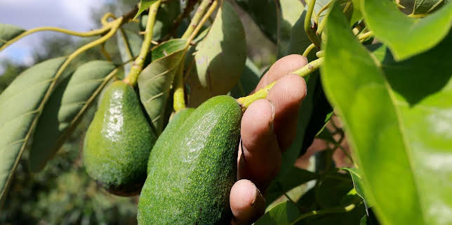 18:35: Zu Tisch | Arte | 1/25 2026