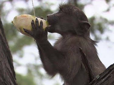 10:50: Das Waisenhaus für wilde Tiere | SWR Fernsehen RP | 6/18 2026