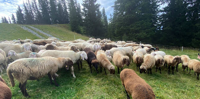 11:30: Schafe - Die heimlichen Helden der Almen | 3SAT | 11/22 2025