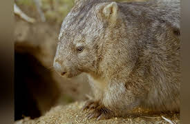Secret Life Of The Wombat: Wombat Wood