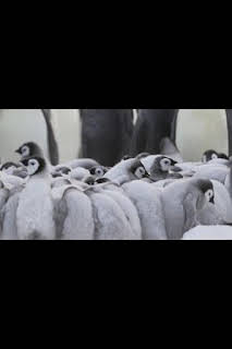 14:00: Los secretos de los pingüinos: El corazón de los emperadores | Nat Geo Wild | 2/25 2026