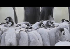 Los secretos de los pingüinos: El corazón de los emperadores
