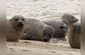 Season 1: Seals