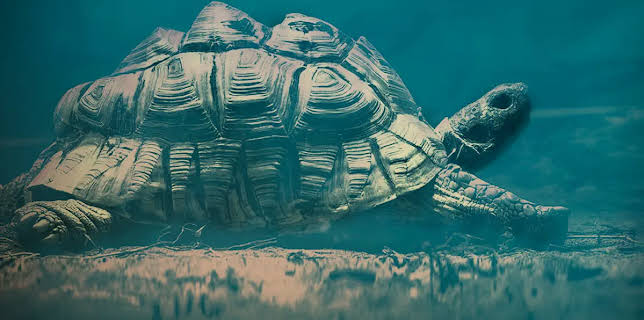 Turtles Prehistoric Beasts (2021)