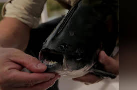 Chasing Monsters: Amazon Dinosaurs