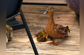 City Wildlife Rescue: Duckling Deliverance