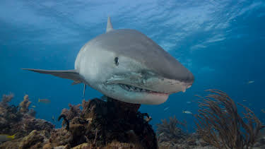 01:00: Tiger Shark Beach | Animal Planet | 2/1 2026