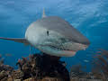 Tiger Shark Beach