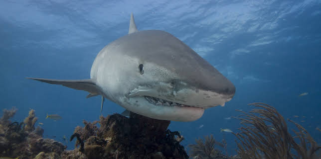 00:00: Tiger Shark Beach | Animal Planet | 2/1 2026