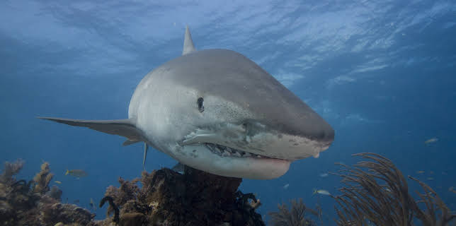 Tiger Shark Beach