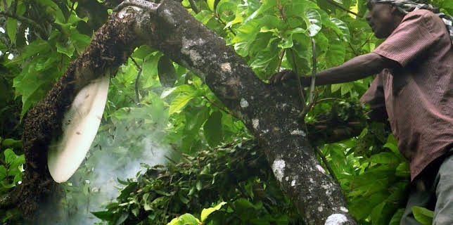 03:02: Die Bienenflüsterer | Arte | 11/15 2025