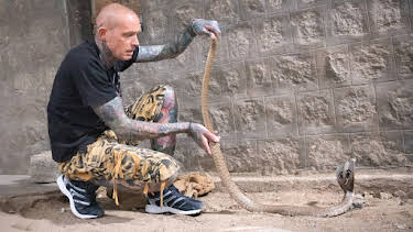 11:00 PM: Snakes In The City (S9 E5) (S9) | Nat Geo Wild | 8/31 2026