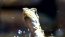 ¿Cómo lo hacen? Mundo animal: Lagartos que levitan y una medusa inmortal