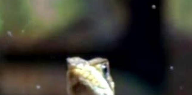 06:00: ¿Cómo lo hacen? Mundo animal: Lagartos que levitan y una medusa inmortal | Discovery Max | 3/1 2026