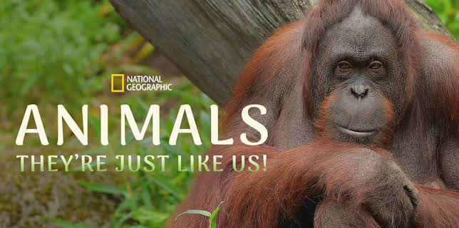 Animals, They're Just Like Us!