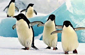 Polar Explorations: Diving under Polar Ice