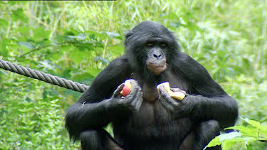 10:35: Elefant, Tiger & Co. | MDR Fernsehen | 5/6 2026