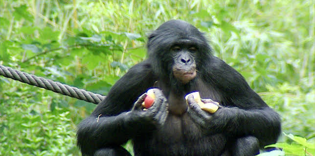 10:35: Elefant, Tiger & Co. (328) | MDR Fernsehen | 2/27 2026