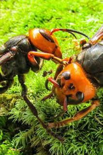 19:50: Los avispones asesinos de Asia | Nat Geo Wild | 4/4 2026