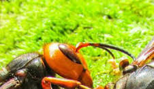 Los avispones asesinos de Asia