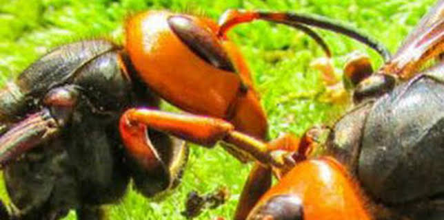 03:30: Los avispones asesinos de Asia | Nat Geo Wild | 2/14 2026