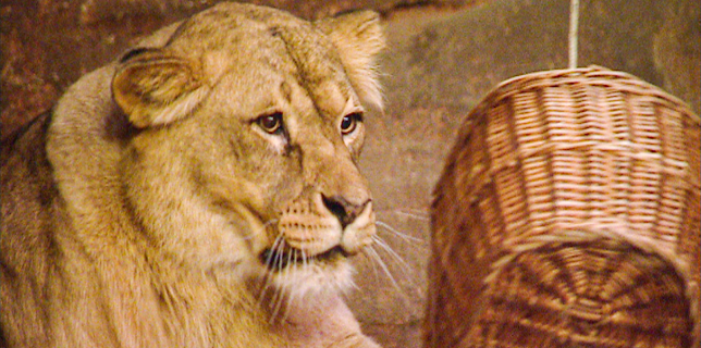 10:35: Elefant, Tiger & Co. (294) | MDR Fernsehen | 1/12 2026