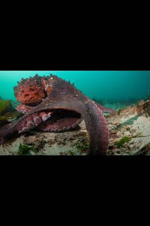 20:05: Los secretos de los pulpos: Mentes maestras | National Geographic | 4/3 2026