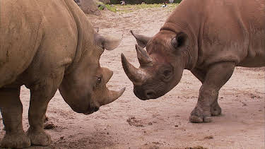 02:20: Elefant, Tiger & Co. (559) | MDR Fernsehen | 4/2 2026