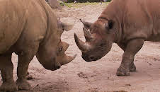 Elefant, Tiger & Co. (536)