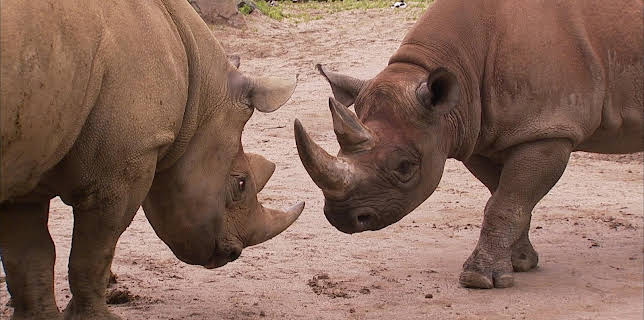 02:20: Elefant, Tiger & Co. (536) | MDR Fernsehen | 2/20 2026