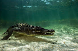 I Was Prey: Episode 7