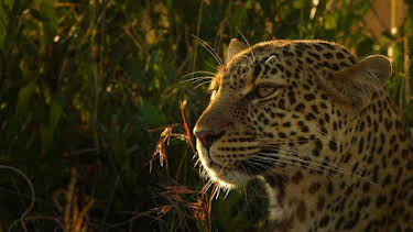 20:15: Die Leopardin (1/2) | RBB Fernsehen | 10/11 2026