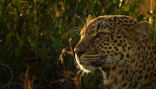 Die Leopardin (1/2)
