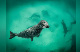 Ireland's Wild Coast Season 1: Part 1