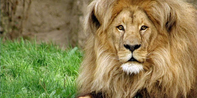 02:50: Elefant, Tiger & Co. (549) | MDR Fernsehen | 3/17 2026