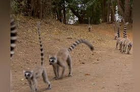 Lemur Street: Enemy at the Gates