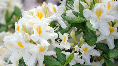 15:30: Schnittgut. Alles aus dem Garten | BR Fernsehen | 4/15 2026