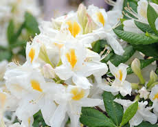 Schnittgut. Alles aus dem Garten